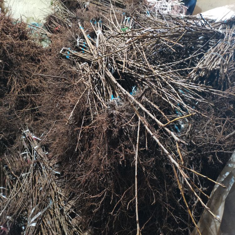 吉塞拉6号樱桃苗多少钱早熟新品种
