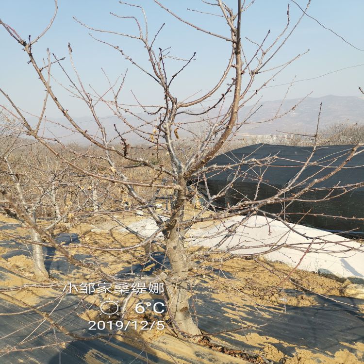 拉宾斯樱桃苗供应樱桃苗新品种