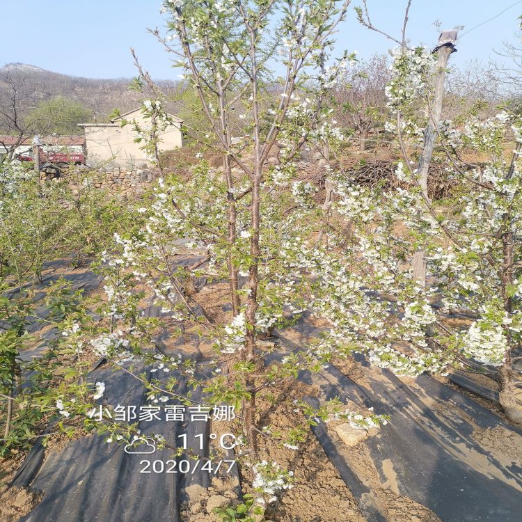 美早大樱桃树苗多少钱一株羽腾樱桃苗种植基地
