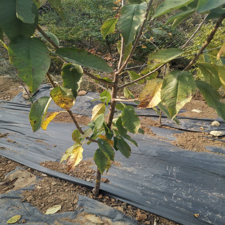 萨米脱大樱桃树苗什么时候种植好羽腾樱桃苗种植基地