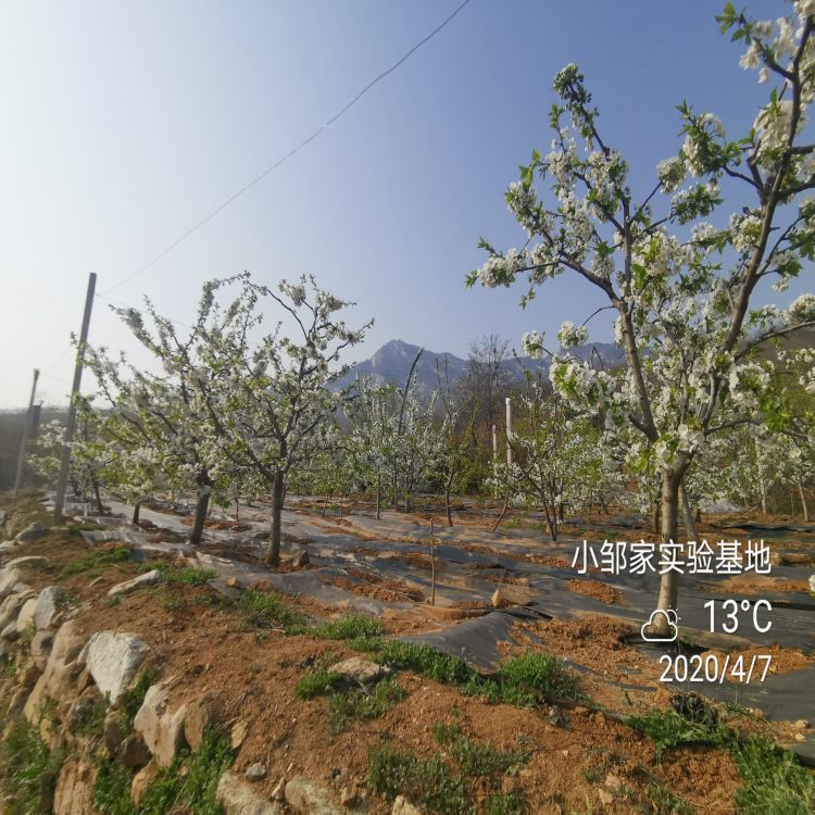 大樱桃苗批发价格羽腾樱桃苗供应