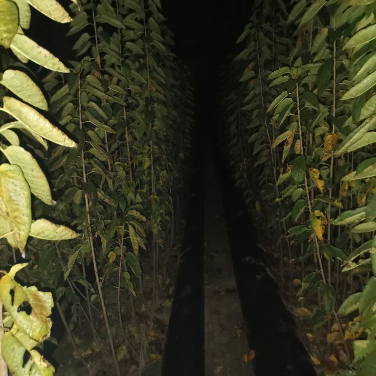 车厘子樱桃树苗种植时间羽腾樱桃苗供应