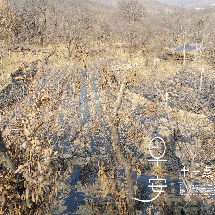 布鲁克斯大樱桃苗修剪方法羽腾樱桃苗圃