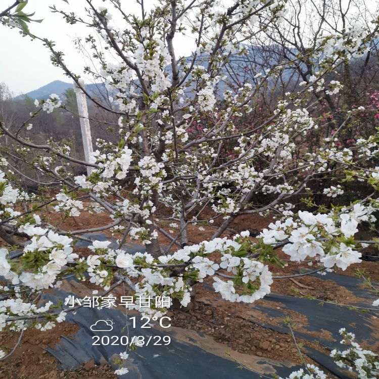 齐早大樱桃苗几月份种植羽腾樱桃苗圃