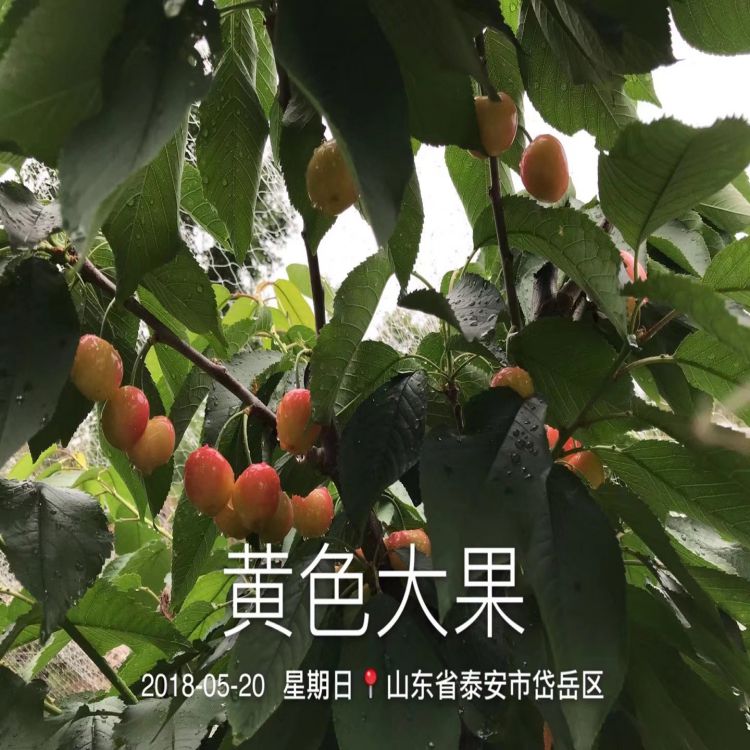 美早大樱桃树苗几年结果羽腾樱桃苗圃