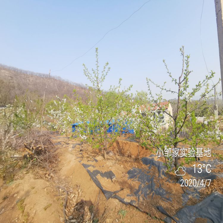 吉塞拉6号樱桃苗什么时候种植好早熟新品种