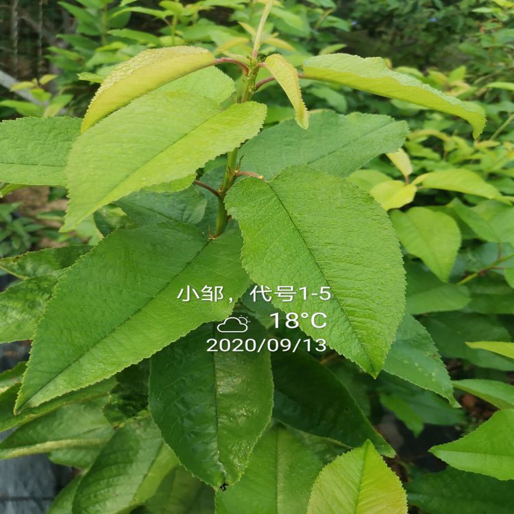 早干阳樱桃苗种植与管理羽腾樱桃苗种植基地