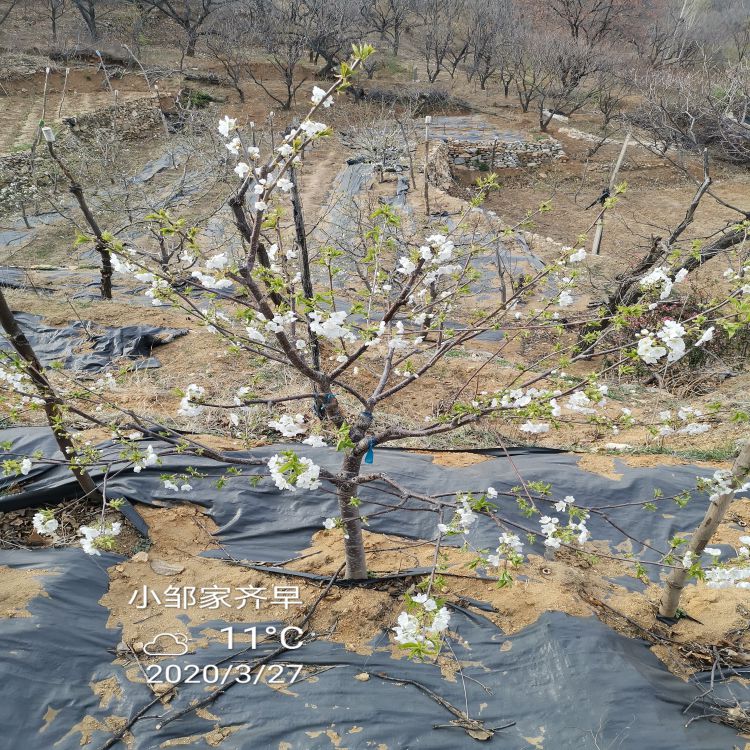 先锋樱桃树苗什么时候移栽羽腾樱桃苗种植基地
