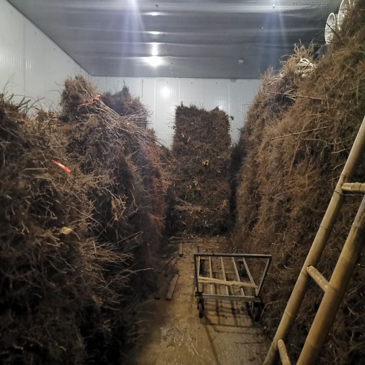 吉塞拉砧木苗多少钱羽腾樱桃苗供应