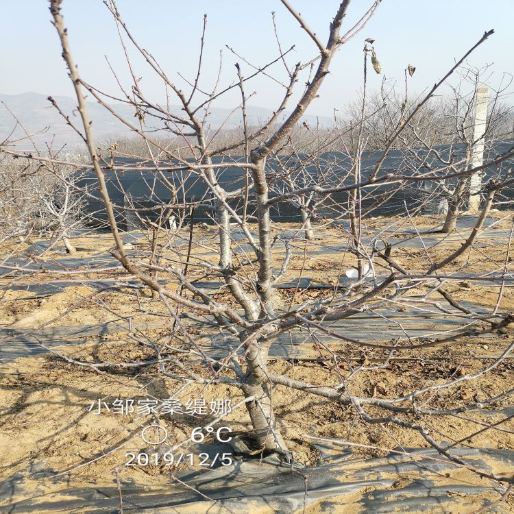 奇早樱桃苗几年结果羽腾樱桃苗圃