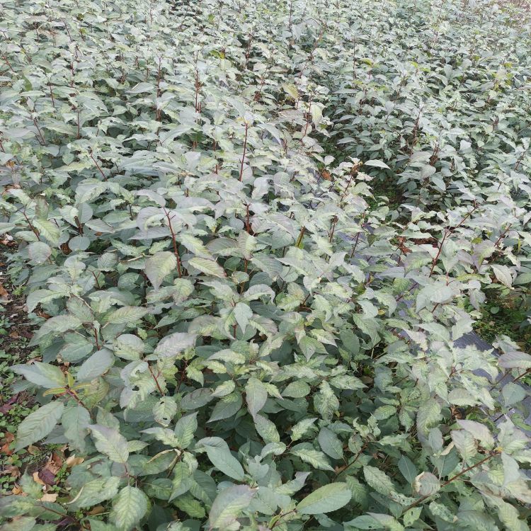 吉塞拉樱桃苗什么时候种植好羽腾樱桃苗厂家