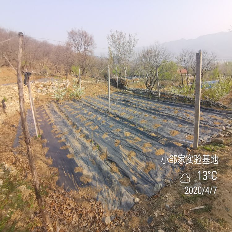鲁樱三号樱桃树苗培育方法早熟新品种