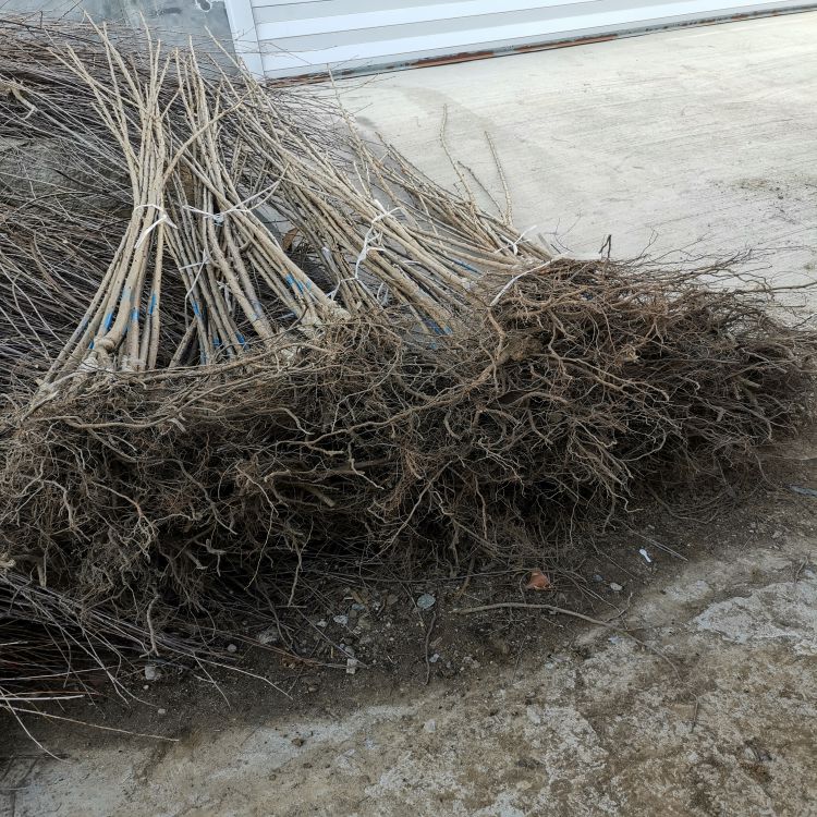 奇早樱桃树苗种植与管理樱桃苗新品种