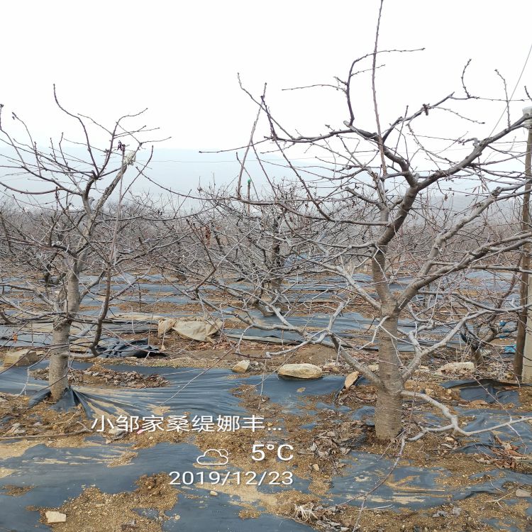 早干阳樱桃树苗种植基地羽腾樱桃苗种植基地