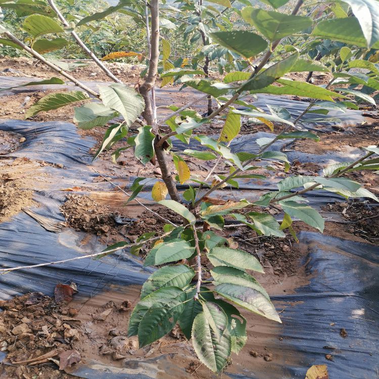 吉塞拉12号樱桃苗图片羽腾樱桃苗种植基地