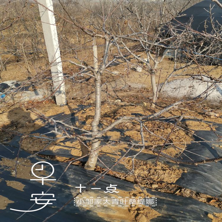 鲁樱3号大樱桃树苗图片早熟新品种