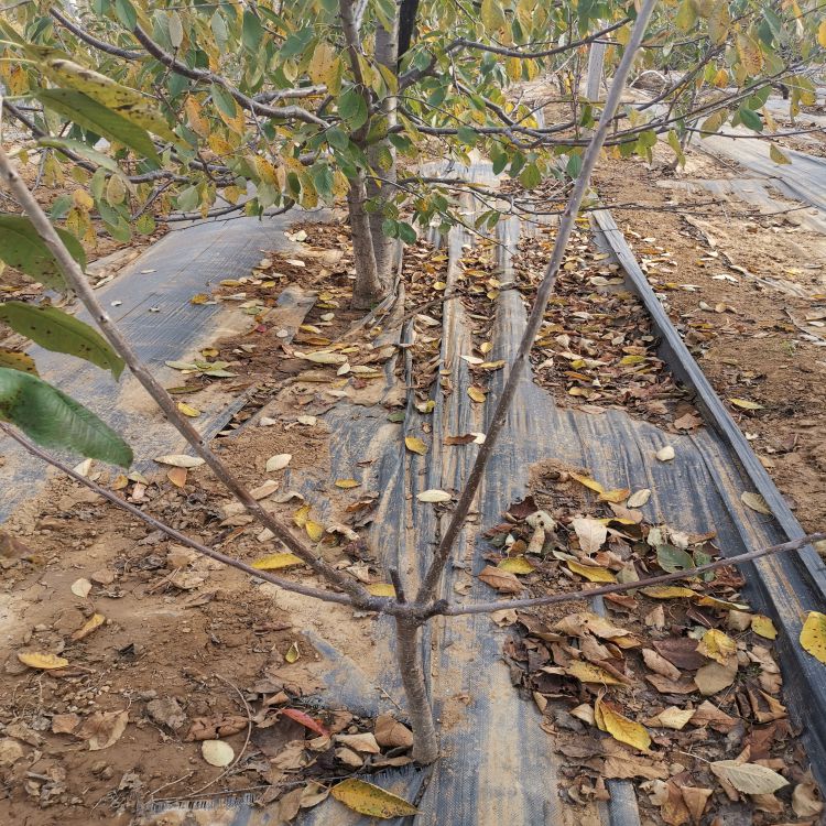 早干阳樱桃树苗几月份种植羽腾樱桃苗种植基地
