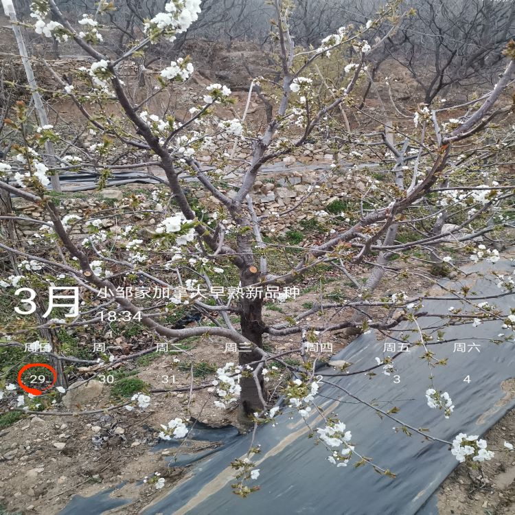 萨米脱大樱桃苗樱桃苗圃羽腾樱桃苗厂家