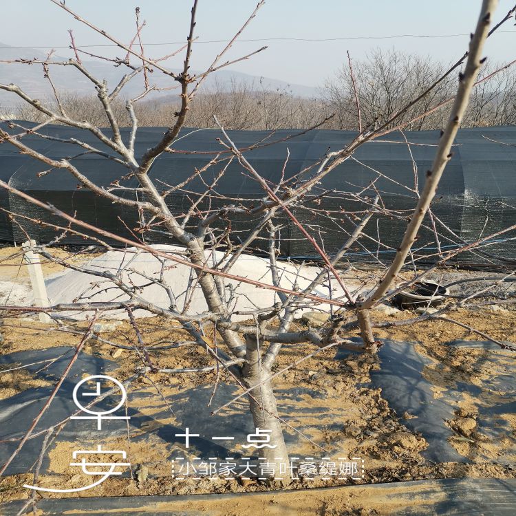 奇早樱桃苗如何培育樱桃苗新品种