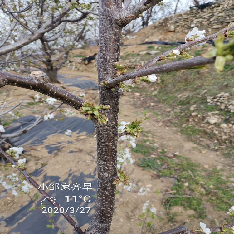 大樱桃苗批发羽腾樱桃苗种植基地