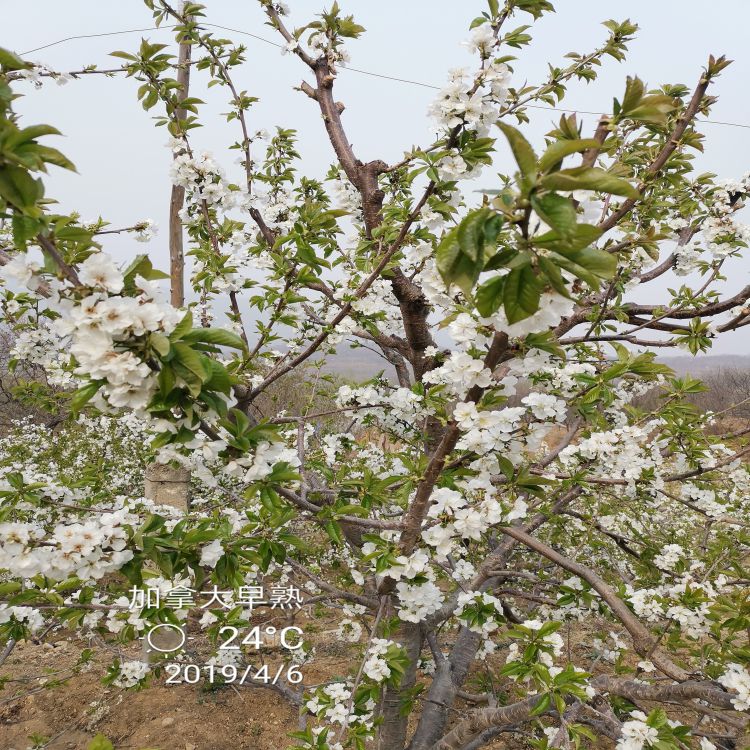 萨米脱樱桃树苗种植基地早熟新品种