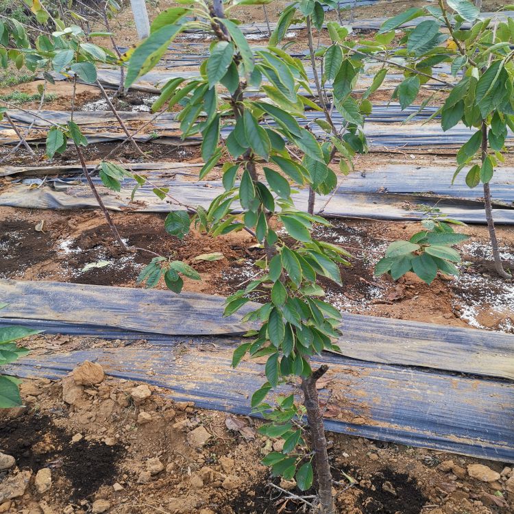 奇早樱桃苗几年结果羽腾樱桃苗种植基地