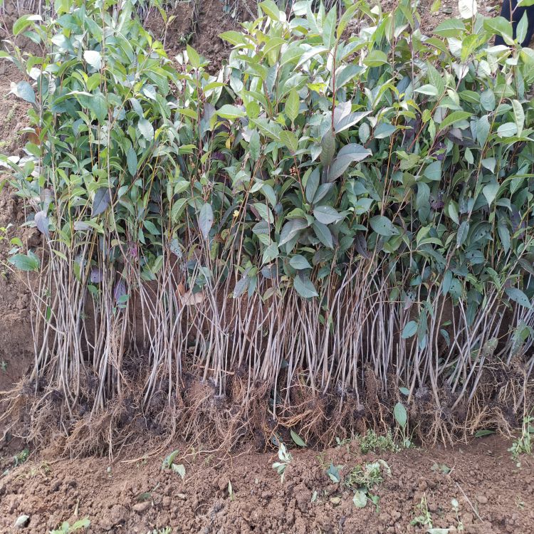 大红灯樱桃树苗种植基地羽腾樱桃苗厂家
