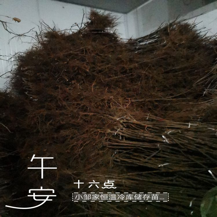 萨米脱樱桃苗种植与管理早熟新品种