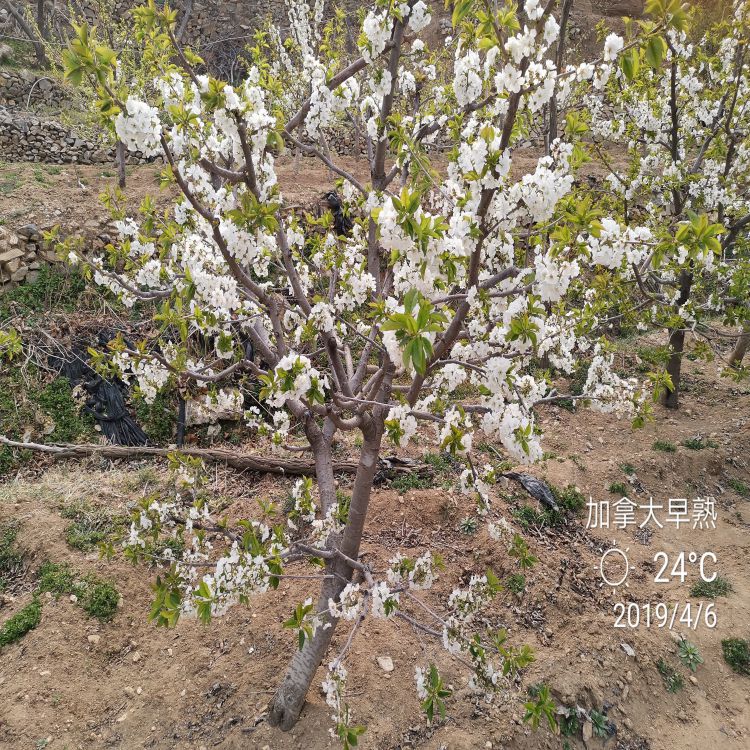 齐早樱桃苗种植基地羽腾樱桃苗圃