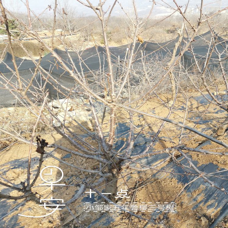 齐早樱桃苗批发羽腾樱桃苗供应