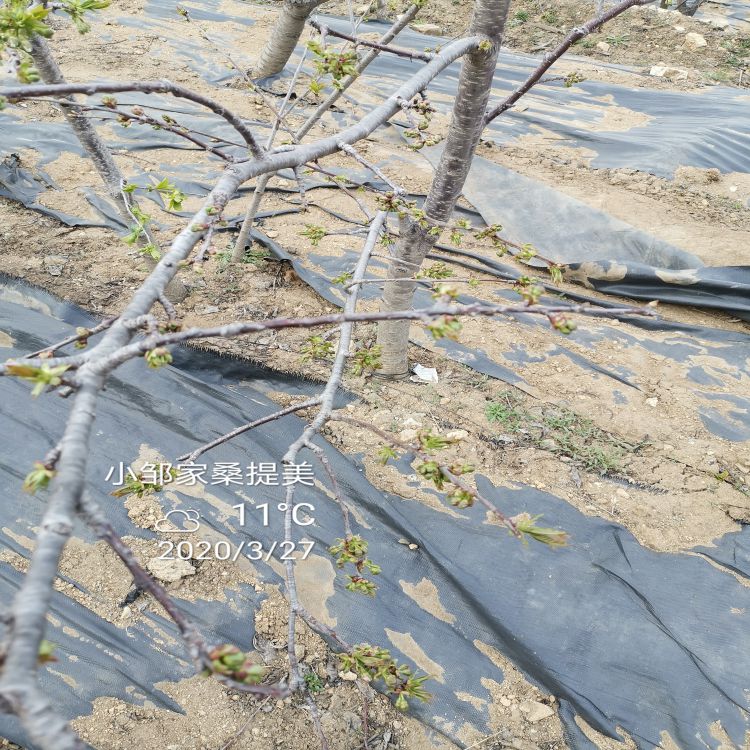 鲁樱3号大樱桃苗什么时候种植好羽腾樱桃苗厂家