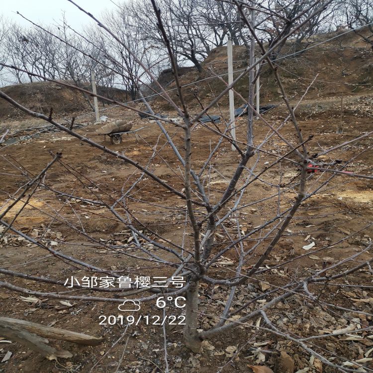 吉塞拉大樱桃苗种植时间早熟新品种