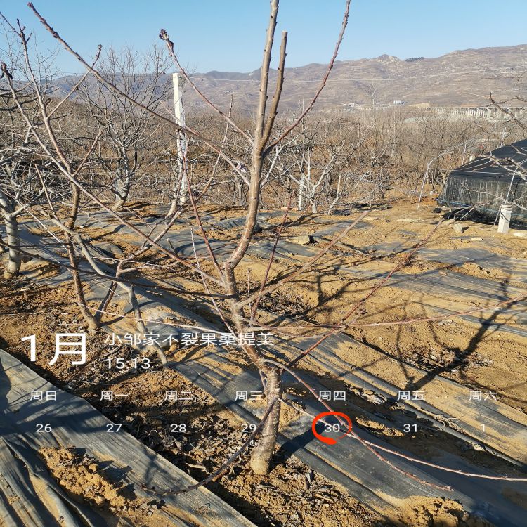 黑珍珠车厘子批发羽腾樱桃苗厂家