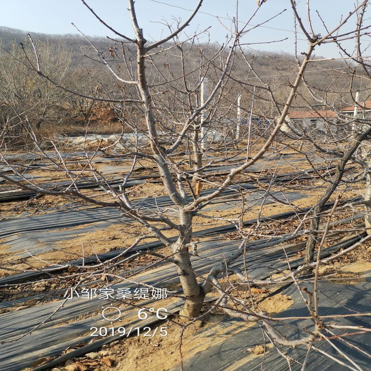 俄罗斯8号樱桃苗种植方法羽腾樱桃苗厂家