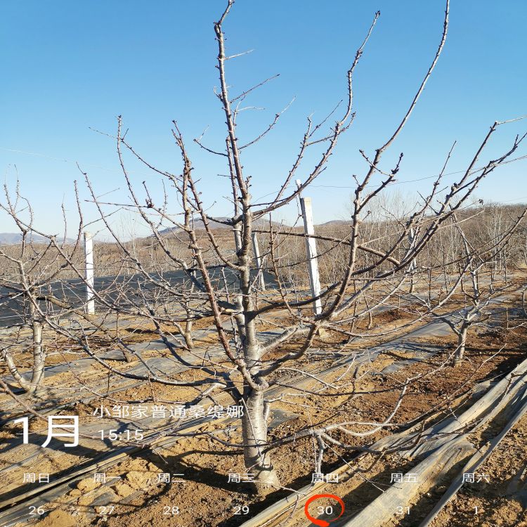 黑珍珠大樱桃苗多少钱一棵羽腾樱桃苗种植基地