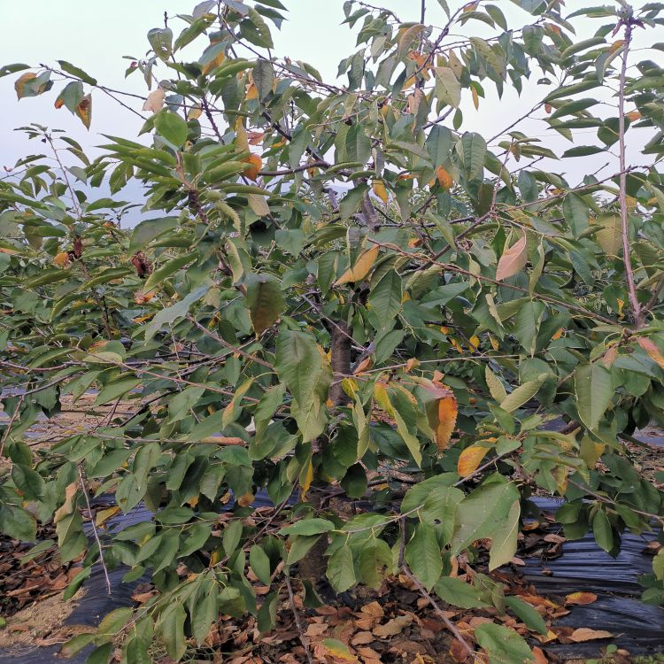 大樱桃苗几月份种植羽腾樱桃苗供应