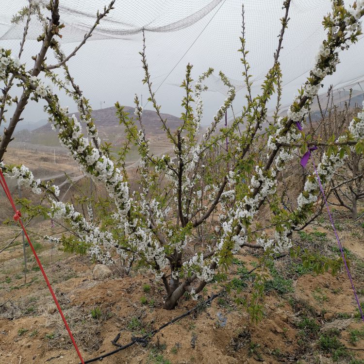 奇早大樱桃苗种植时间羽腾樱桃苗圃