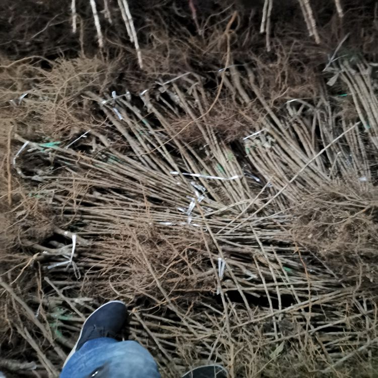 吉塞拉6号樱桃苗价格羽腾樱桃苗种植基地