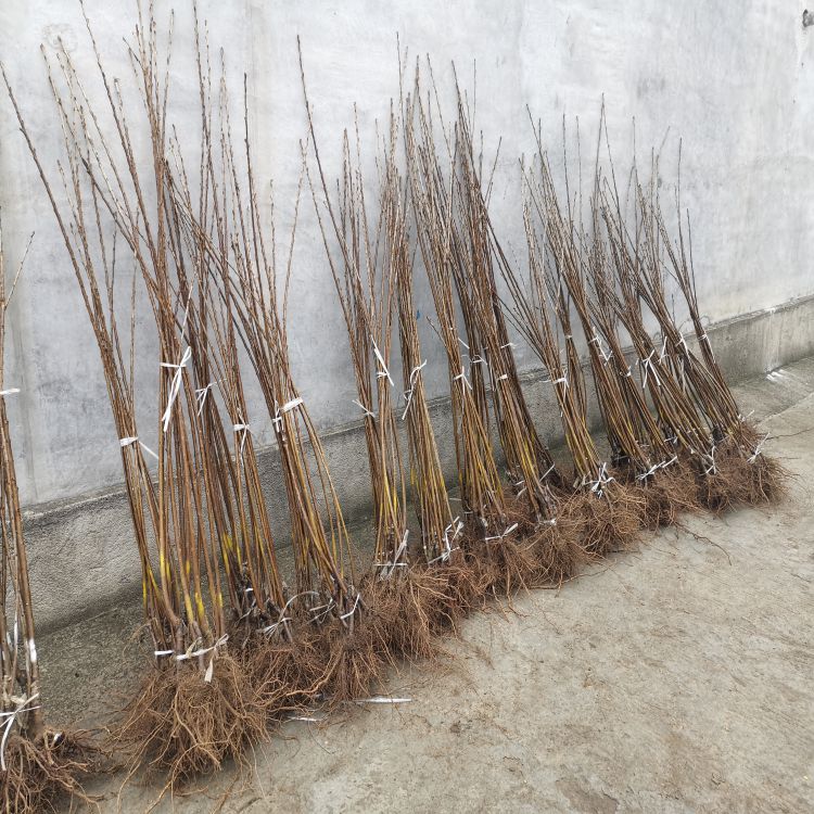 福星樱桃树苗几年结果羽腾樱桃苗圃
