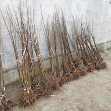 福星樱桃树苗几年结果羽腾樱桃苗圃
