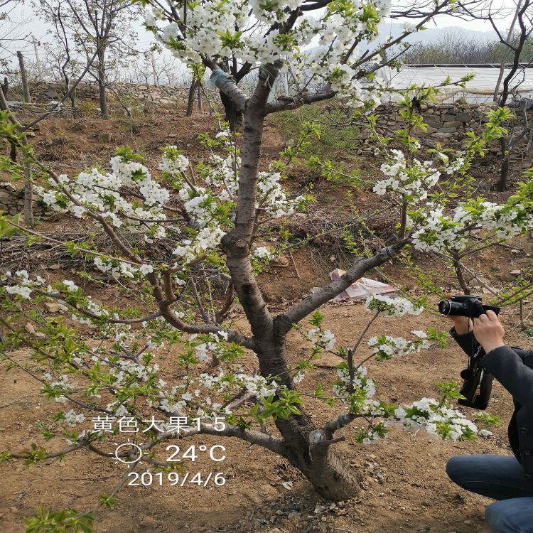 黑珍珠大樱桃树苗价格早熟新品种