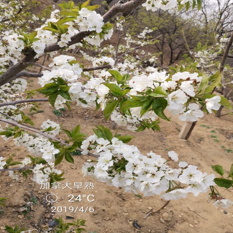 鲁樱三号大樱桃树苗樱桃苗圃羽腾樱桃苗厂家