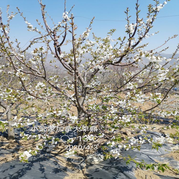 新月樱桃苗供应羽腾樱桃苗种植基地