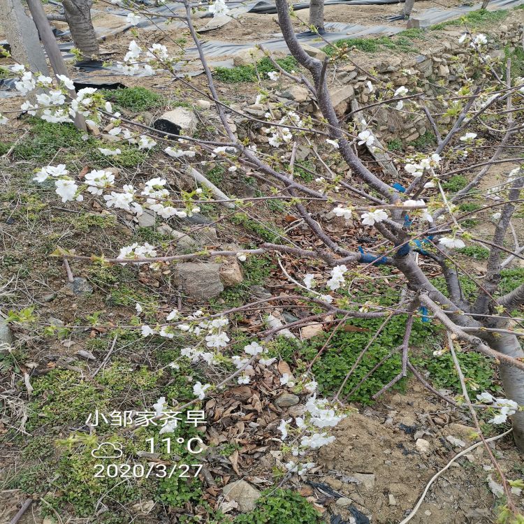 鲁樱3号樱桃苗种植基地羽腾樱桃苗圃
