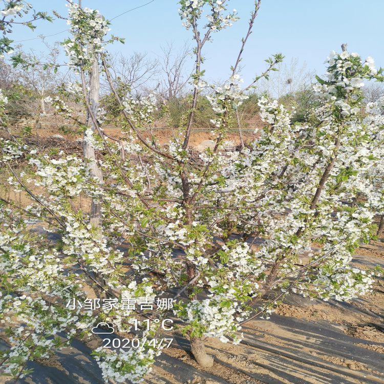 吉塞拉樱桃苗批发价格羽腾樱桃苗种植基地