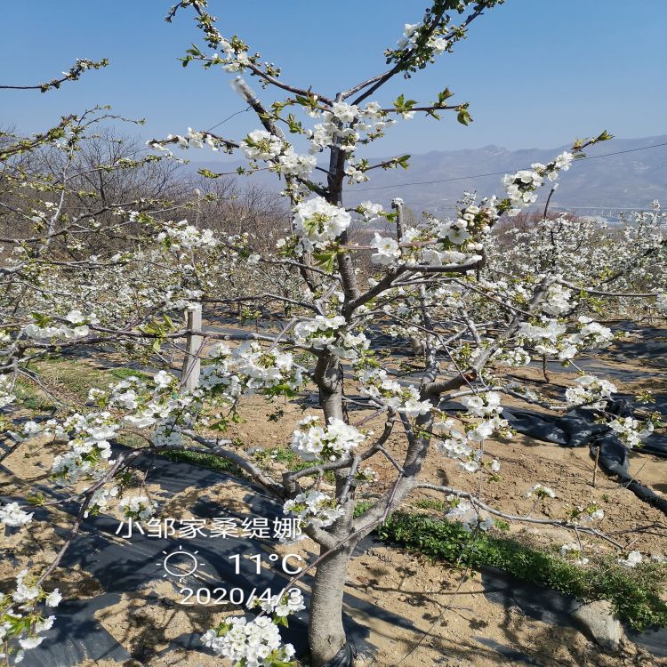 吉塞拉大樱桃树苗什么时候种植好羽腾樱桃苗厂家