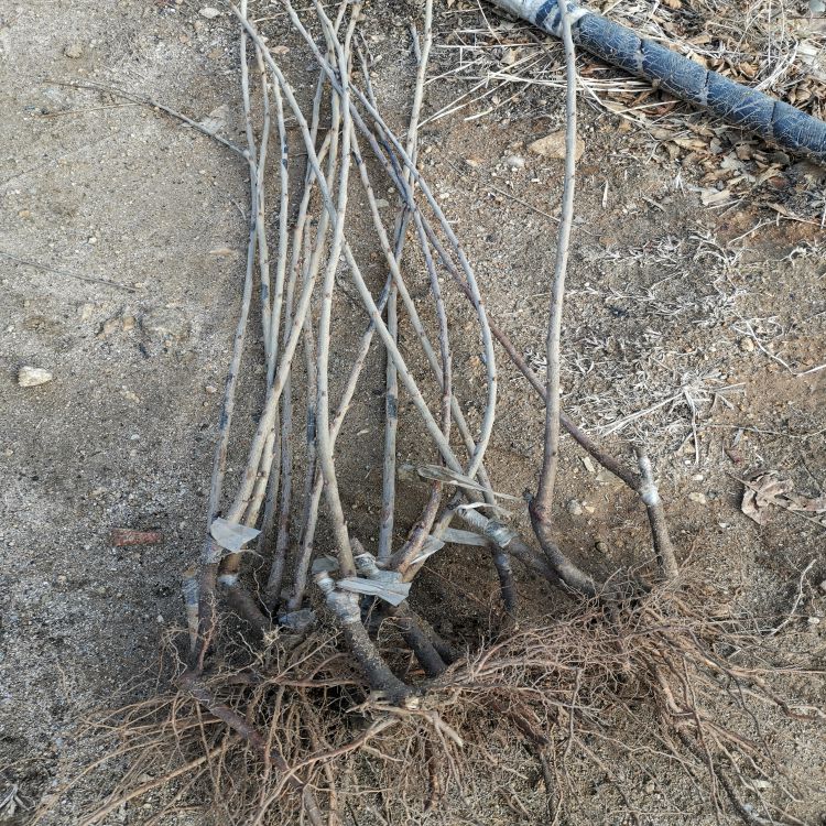 车厘子大樱桃苗种植基地羽腾樱桃苗厂家