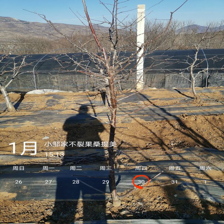 鲁樱三号大樱桃苗种植时间早熟新品种