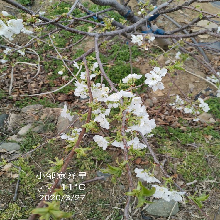 齐早大樱桃树苗种植时间早熟新品种