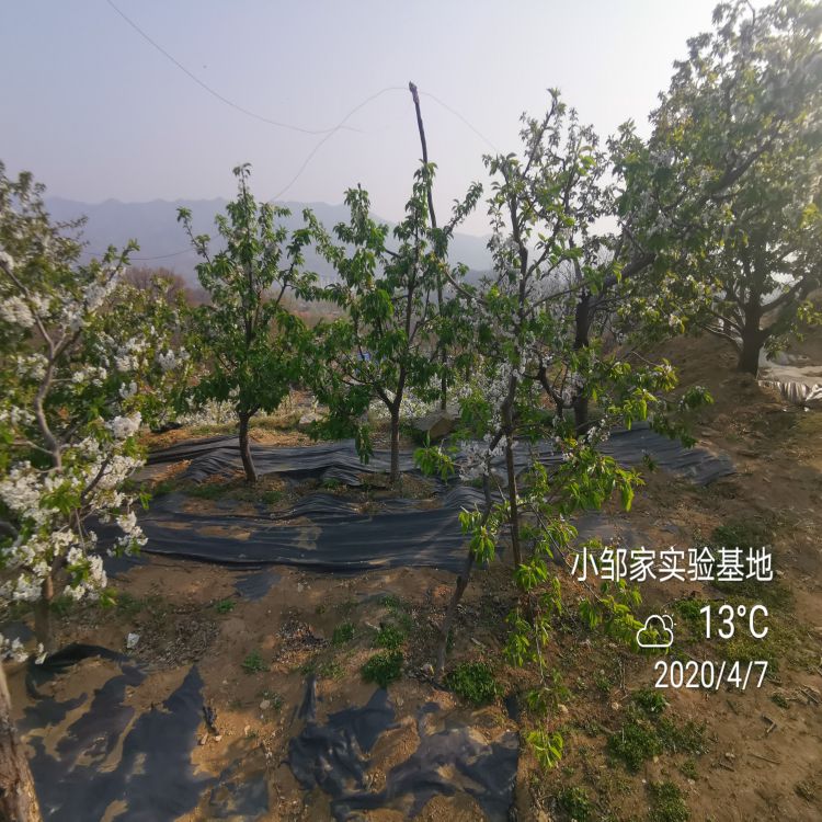 早干阳樱桃苗樱桃苗圃樱桃苗新品种